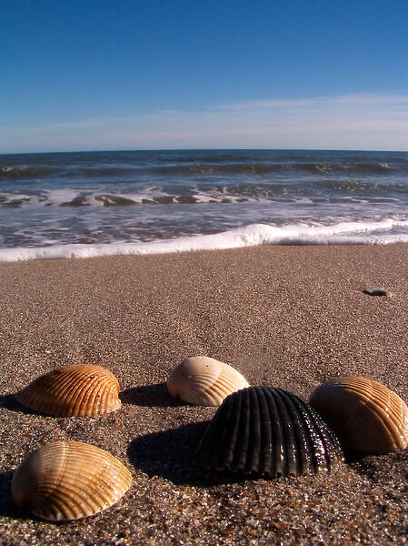 EDISTO BEACH STATE PARK, SOUTH CAROLINA. USA. Shells collected on Edisto Beach. Atlantic