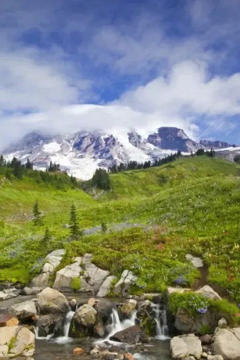 Framed Print : Edith Creek and wildflower meadows at Paradise in Mount Rainier National Park in Framed Print : Edith Creek and wildflower meadows at Paradise in Mount Rainier National Park in