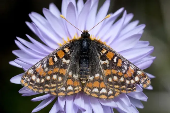 Framed Print : Ediths checkerspot, Euphydryas editha, Cathedral Lake Provincial Park, British Framed Print : Ediths checkerspot, Euphydryas editha, Cathedral Lake Provincial Park, British
