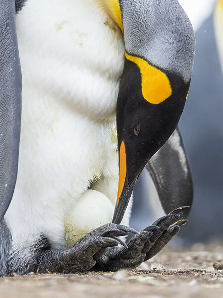 Egg being incubated by adult while balancing on feet. King Penguin on Falkland Islands
