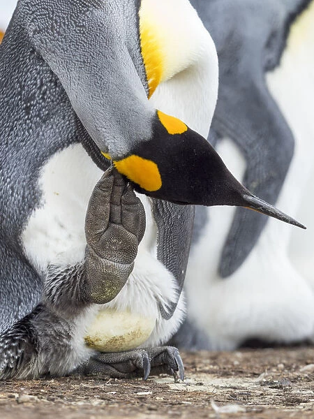 Egg being incubated by adult while balancing on feet. King Penguin on Falkland Islands