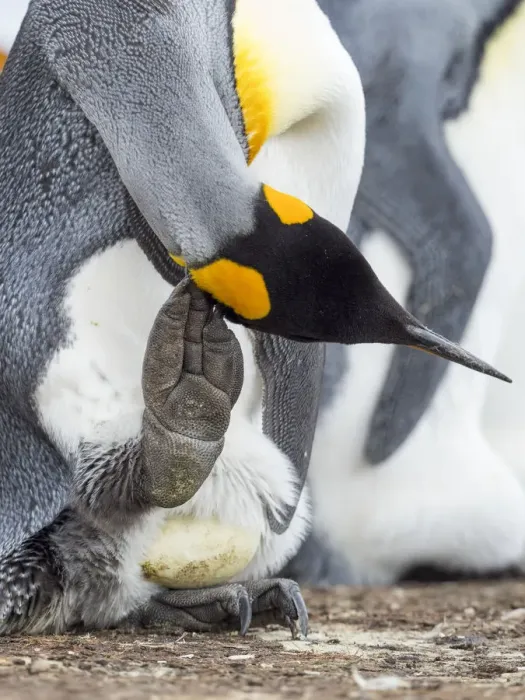 Framed Print : Egg being incubated by adult while balancing on feet. King Penguin on Falkland Islands Framed Print : Egg being incubated by adult while balancing on feet. King Penguin on Falkland Islands