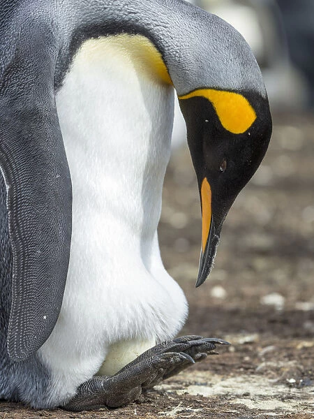 Egg being incubated by adult King Penguin while balancing on feet, Falkland Islands