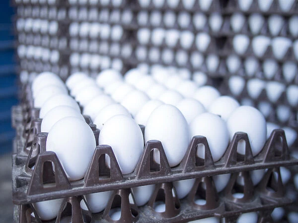 Eggs get stacked in crates in Bangalore, Karnataka, India