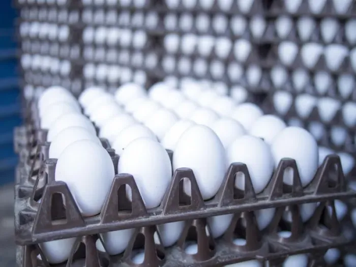 Framed Print : Eggs get stacked in crates in Bangalore, Karnataka, India