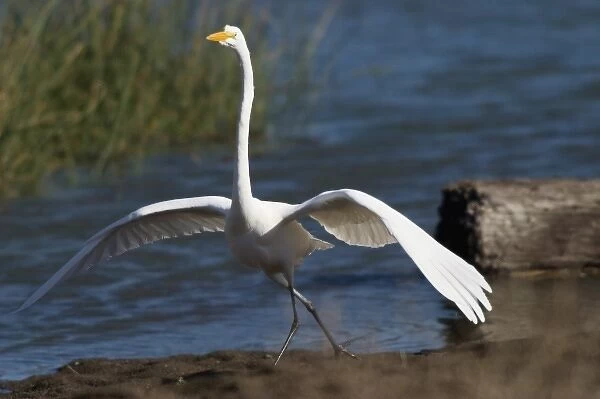 Egret, Marin Headlands, California
