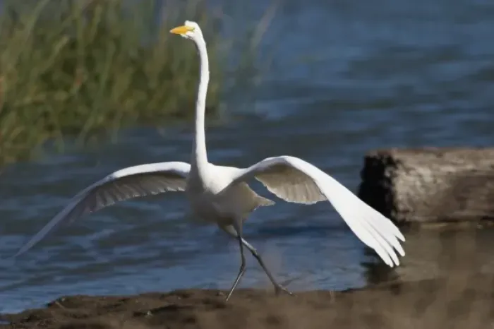 Framed Print : Egret, Marin Headlands, California