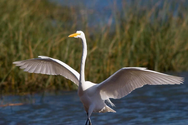 Egret, wings open, Marin Headlands, CA