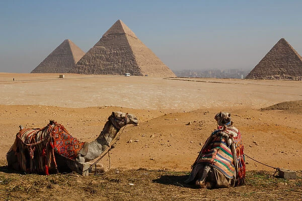 EGYPT, CAIRO. GIZA. GIZA PLATEAU. Two camels in front of three pyramids: (MYCERINUS