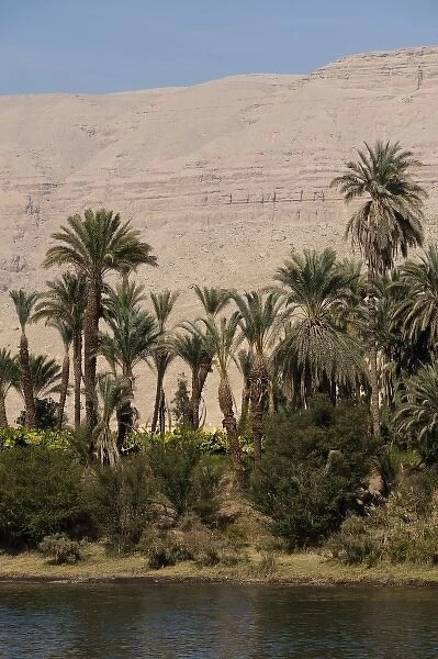 Egypt. Date palms along the Nile