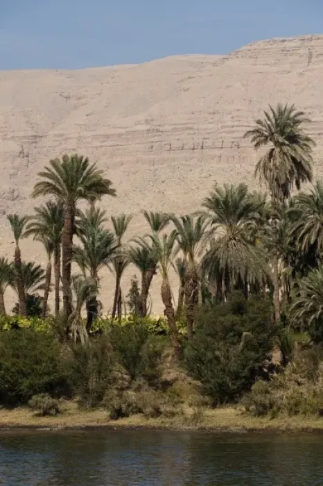 Framed Print : Egypt. Date palms along the Nile Framed Print : Egypt. Date palms along the Nile