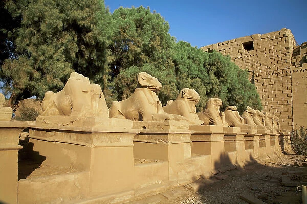 Egypt, Luxor, Avenue of Sphinxes, Ram headed sphinxes connecting the Temple of Karnak