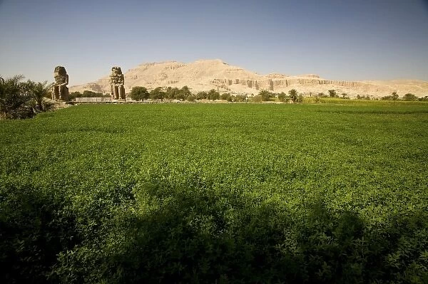 Egypt, Thebes. A lush, green alfalfa field at the feet of the Theban landmark Colossi