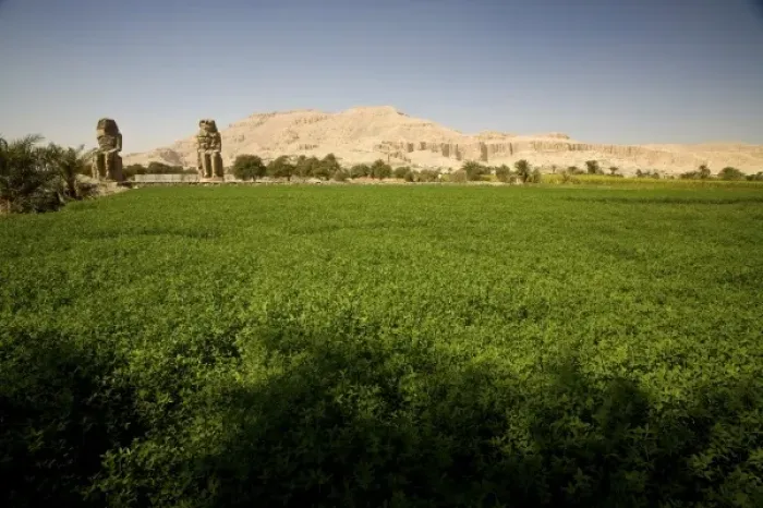 Framed Print : Egypt, Thebes. A lush, green alfalfa field at the feet of the Theban landmark Colossi