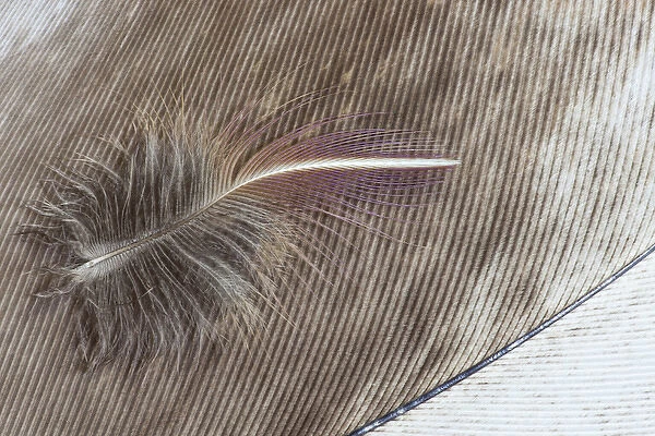 Egyptian Goose Feather and Breast feather of Lilac Breasted Roller