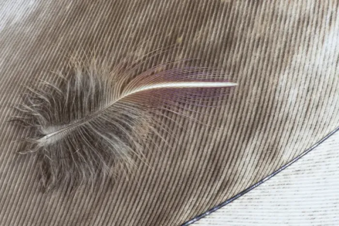 Framed Print : Egyptian Goose Feather and Breast feather of Lilac Breasted Roller