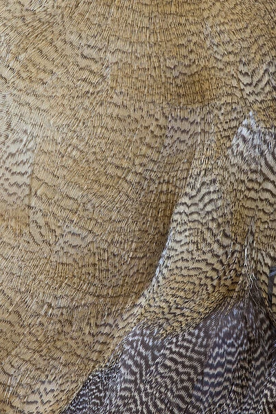 Egyptian Goose feather design