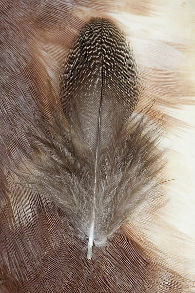 Egyptian Goose Feathers
