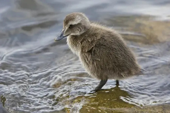 Framed Print : Eider chick in a pond in Reykjavik, Iceland Framed Print : Eider chick in a pond in Reykjavik, Iceland