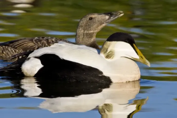 Framed Print : Eider pair swim in pond near Snaefellsness, Iceland Framed Print : Eider pair swim in pond near Snaefellsness, Iceland