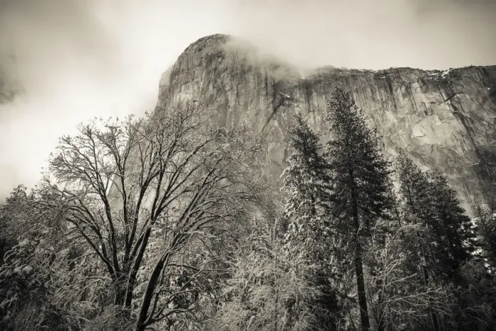 Framed Print : El Capitan and black oak in winter, Yosemite National Park, California USA