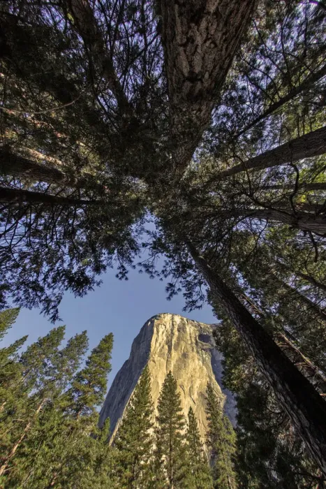 Framed Print : El Capitan through pine trees, Yosemite National Park, California Framed Print : El Capitan through pine trees, Yosemite National Park, California