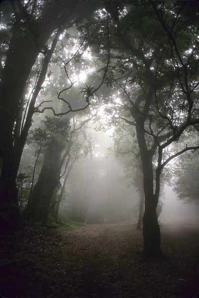 El Salvador: Cerro Verde National Park, cloud forest in fog, May