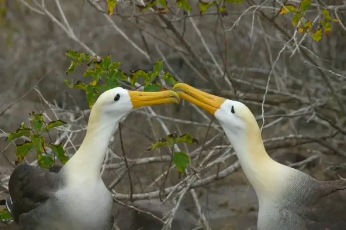 Framed Print : Elaborate courtship dance of Waved Albatros, Galapagos Islands, Equador Framed Print : Elaborate courtship dance of Waved Albatros, Galapagos Islands, Equador