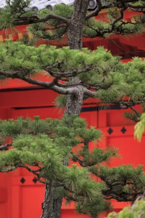 Framed Print : Elaborately sculpted pine trees in the grounds of the Sanjuusangendo Temple in Kyoto