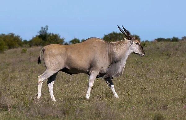 Eland (Taurotragus oryx), Kariega Game Reserve, South Africa