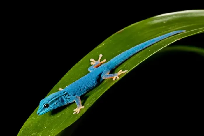 Framed Print : Electric Blue Day Gecko, Lygodactylus williamsi, Native to Tanzania Framed Print : Electric Blue Day Gecko, Lygodactylus williamsi, Native to Tanzania