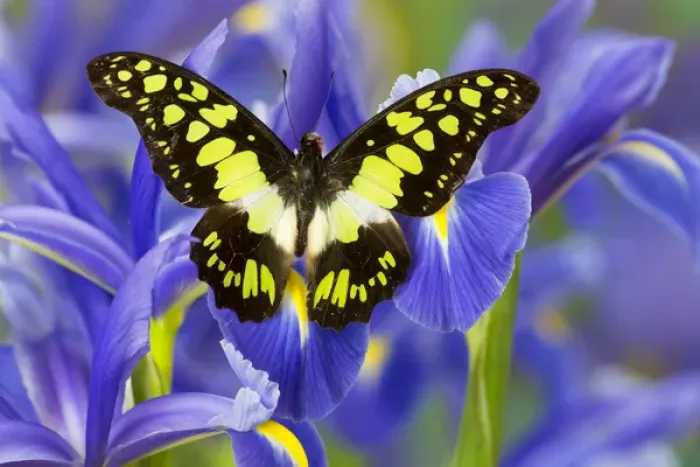 Framed Print : The Electric Green Swallowtail Butterfly, Graphium tyndereus Framed Print : The Electric Green Swallowtail Butterfly, Graphium tyndereus