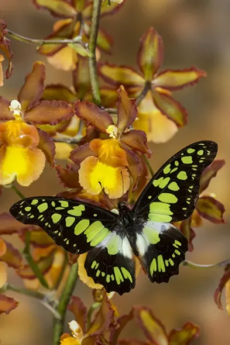 Framed Print : The Electric Green Swallowtail Butterfly, Graphium tyndereus Framed Print : The Electric Green Swallowtail Butterfly, Graphium tyndereus
