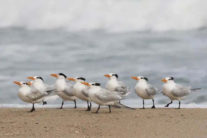 Framed Print : Elegant terns, incoming wave