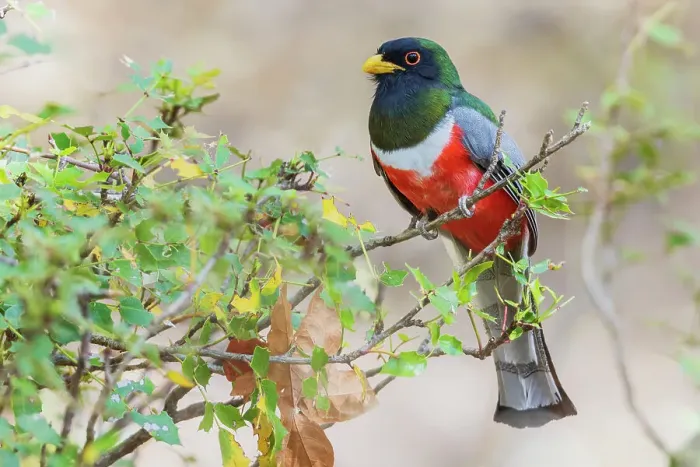 Framed Print : Elegant trogon searching for a meal, USA, Arizona Framed Print : Elegant trogon searching for a meal, USA, Arizona