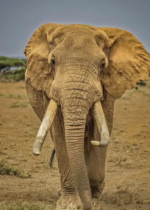 Framed Print : Elephant, Amboseli National Park Framed Print : Elephant, Amboseli National Park