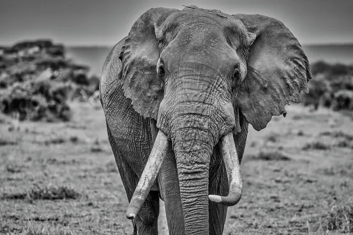 Framed Print : Elephant, Amboseli National Park Framed Print : Elephant, Amboseli National Park