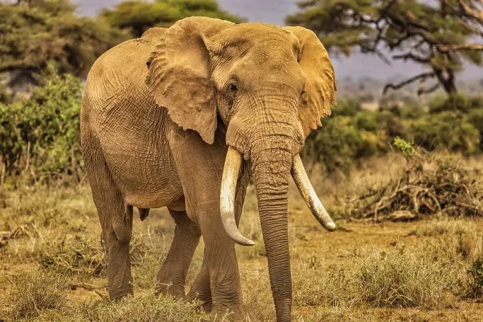 Framed Print : Elephant, Amboseli National Park Framed Print : Elephant, Amboseli National Park