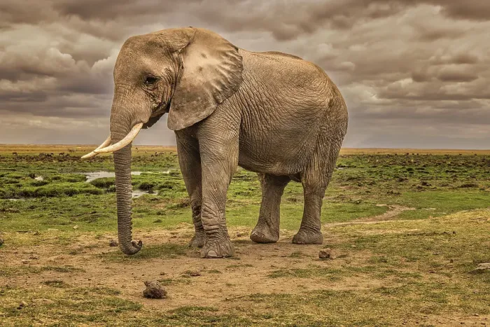 Framed Print : Elephant, Amboseli National Park Framed Print : Elephant, Amboseli National Park