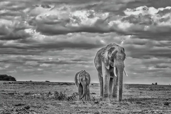 Framed Print : Elephant with calf, Amboseli National Park