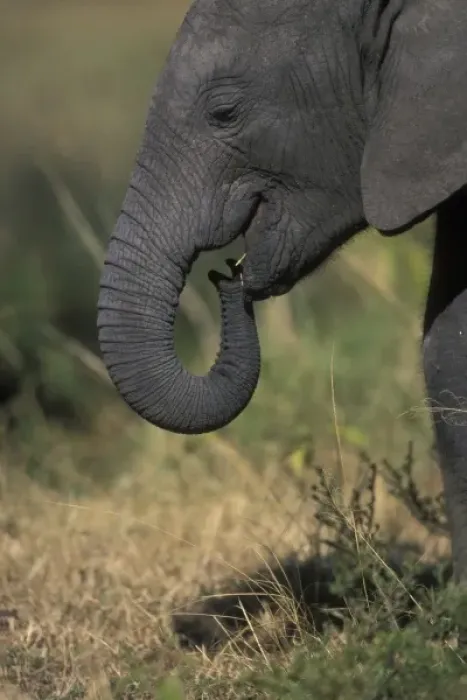 Framed Print : Elephant Calf playing with Trunk, Masai Mara Game Reserve, Kenya, Africa