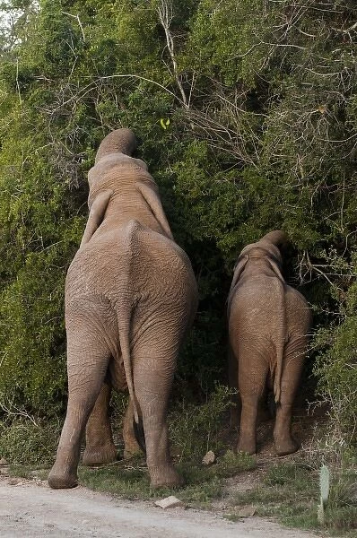 Elephant and cub (Loxodonta africana), Kariega Game Reserve, South Africa