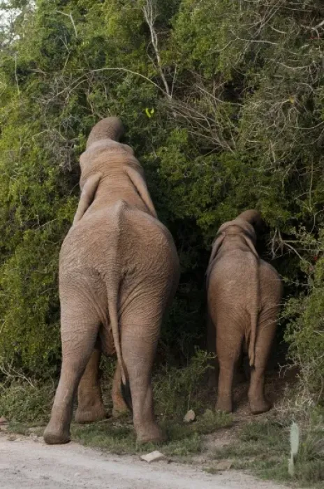 Framed Print : Elephant and cub (Loxodonta africana), Kariega Game Reserve, South Africa