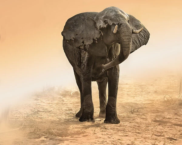 elephant in dust and sunglow