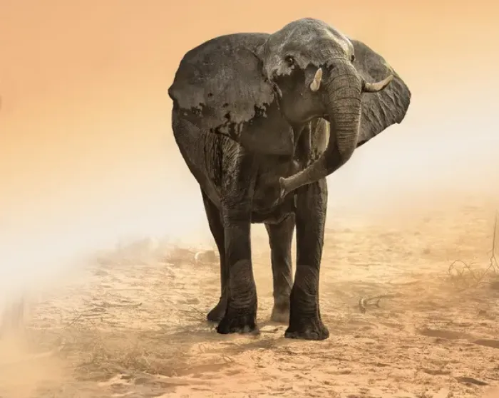 Framed Print : elephant in dust and sunglow Framed Print : elephant in dust and sunglow