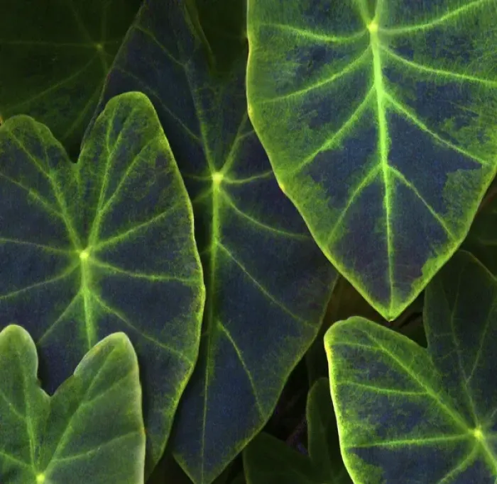 Framed Print : Elephant Ear leaves detail