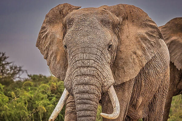 Elephant face, Amboseli National Park, Africa