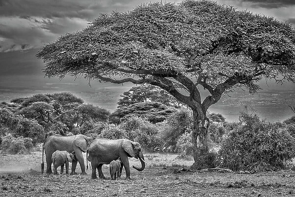 Elephant family, Amboseli Nation Park, Africa