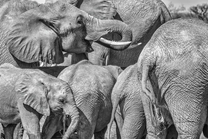 Framed Print : Elephant family, Amboseli National Park, Africa Framed Print : Elephant family, Amboseli National Park, Africa