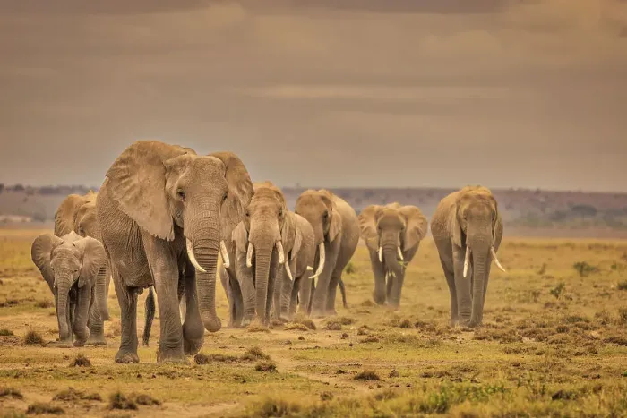 Framed Print : Elephant family, Amboseli National Park, Africa